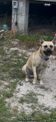 Found/Stray Male Dog last seen Eagle Ave and Starling Rd, Eagle Lake, FL 33839