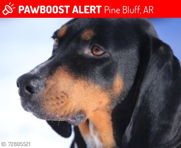 Lost Female Dog last seen Near hwy 65 Lot 9 pine bluff ar, Pine Bluff, AR 71601