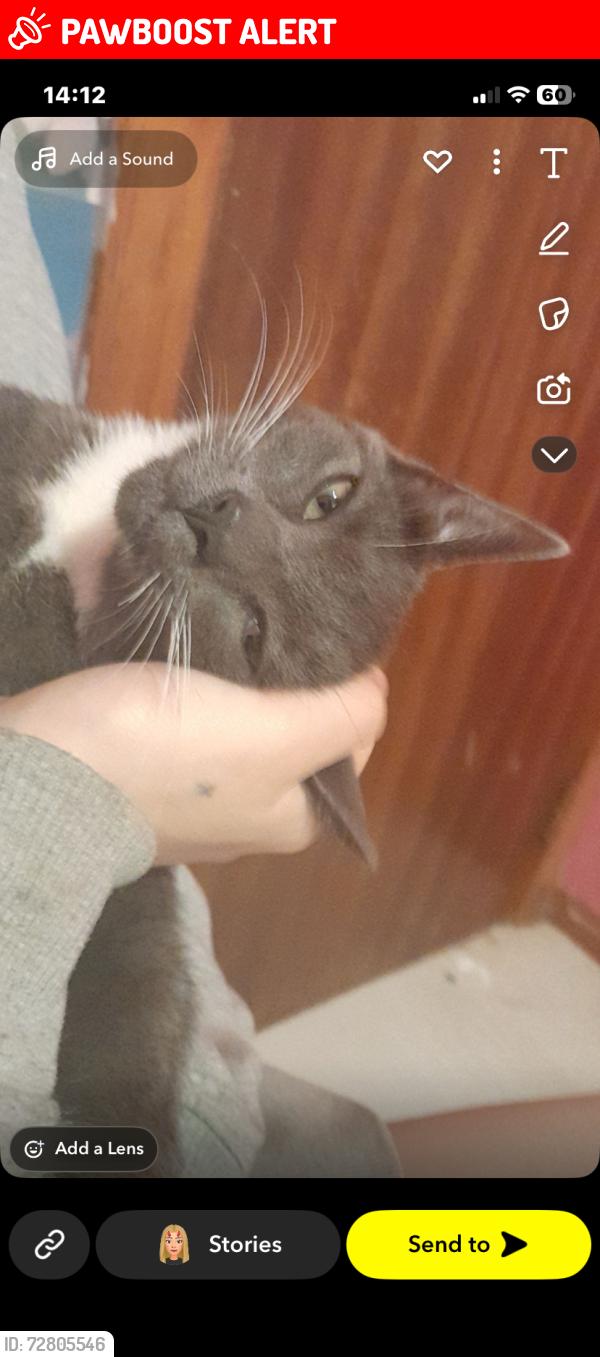 Lost Female Cat last seen At  , Dundee City Council, Scotland DD4 0XD
