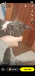 Lost Female Cat last seen At  , Dundee City Council, Scotland DD4 0XD