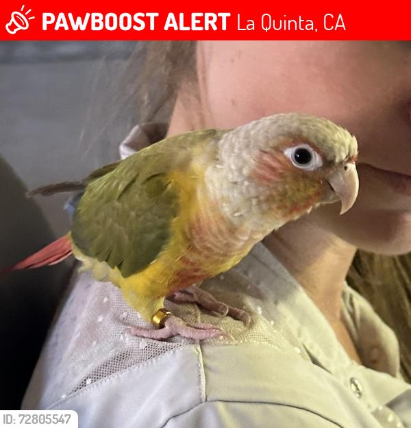 Lost Male Bird last seen ricochet , La Quinta, CA 92253