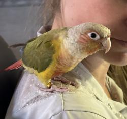 Lost Male Bird last seen ricochet , La Quinta, CA 92253