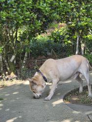 Found/Stray Male Dog last seen Ne 25 ave and ne 36 ave, Ocala, FL 34479