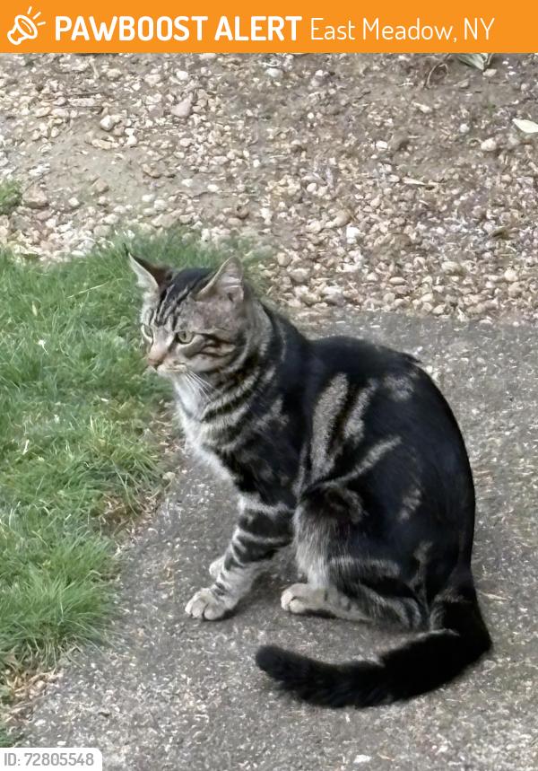 Found/Stray Unknown Cat last seen Merrick Ave, East Meadow, NY 11554