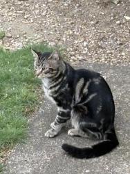 Found/Stray Unknown Cat last seen Merrick Ave, East Meadow, NY 11554