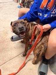 Found/Stray Male Dog last seen The clbh is where he was running around in the reserve neighborhood, Union County, NC 28173