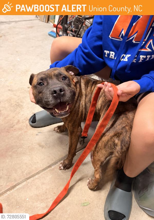 Found/Stray Male Dog last seen The clbh is where he was running around in the reserve neighborhood, Union County, NC 28173