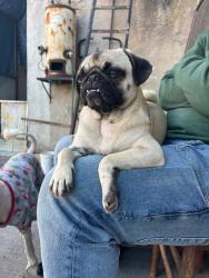 Lost Female Dog last seen Enfrente de la segunda iglesia amarilla colmena , Ciudad Nicolás Romero, Méx. 54467