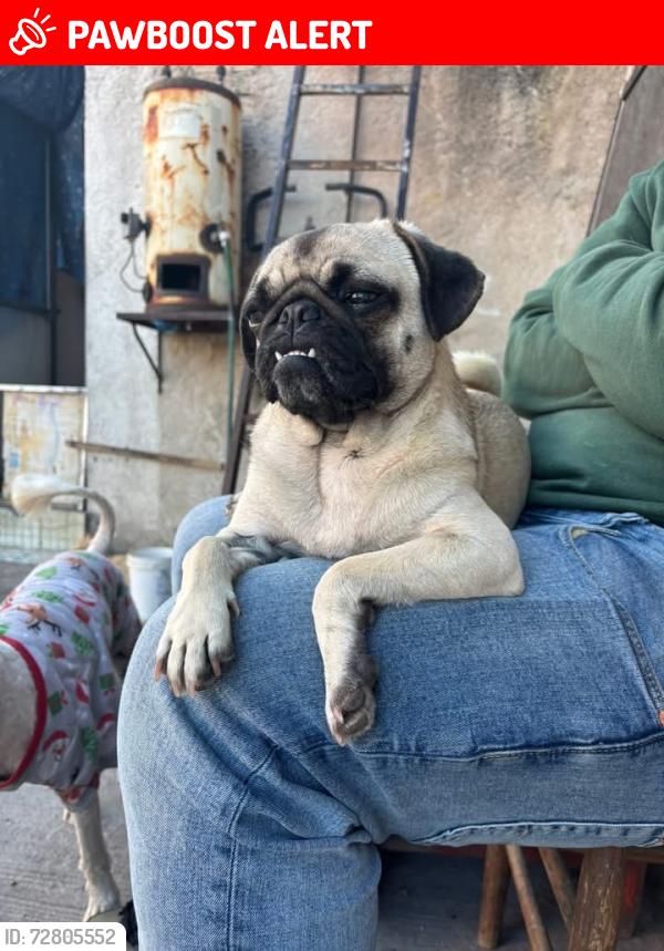 Lost Female Dog last seen Enfrente de la segunda iglesia amarilla colmena , Ciudad Nicolás Romero, Méx. 54467