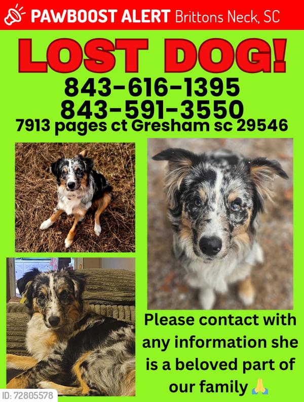 Lost Female Dog last seen Near pages ct Gresham sc 29546, Brittons Neck, SC 29546