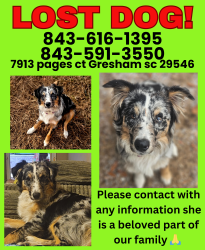 Lost Female Dog last seen Near pages ct Gresham sc 29546, Brittons Neck, SC 29546