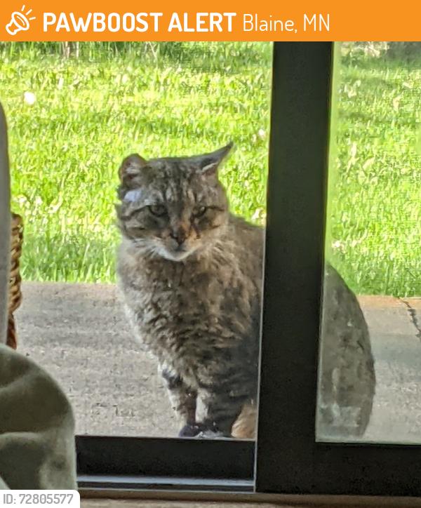 Found/Stray Male Cat last seen 117th and 3rd St, Blaine, MN 55434