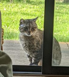 Found/Stray Male Cat last seen 117th and 3rd St, Blaine, MN 55434