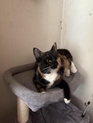 Lost Female Cat last seen jason avenue and carlotta avenue off of morris field, Charlotte, NC 28208