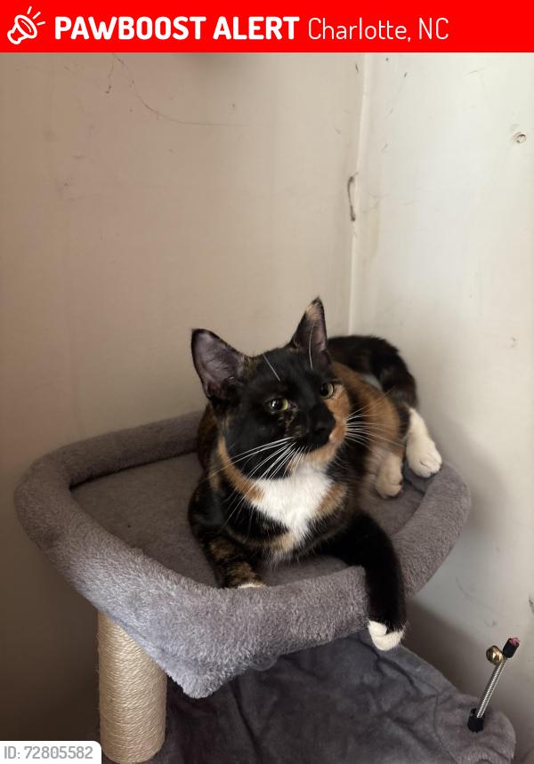 Lost Female Cat last seen jason avenue and carlotta avenue off of morris field, Charlotte, NC 28208