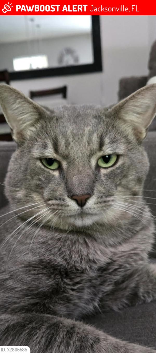 Lost Male Cat last seen Eaton/nitram, Jacksonville, FL 32211