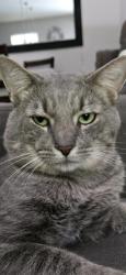 Lost Male Cat last seen Eaton/nitram, Jacksonville, FL 32211