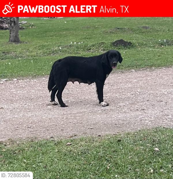 Lost Female Dog last seen Last seen running towards railroad tracks behind Alvin Adoption Center , Alvin, TX 77511