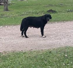 Lost Female Dog last seen Last seen running towards railroad tracks behind Alvin Adoption Center , Alvin, TX 77511
