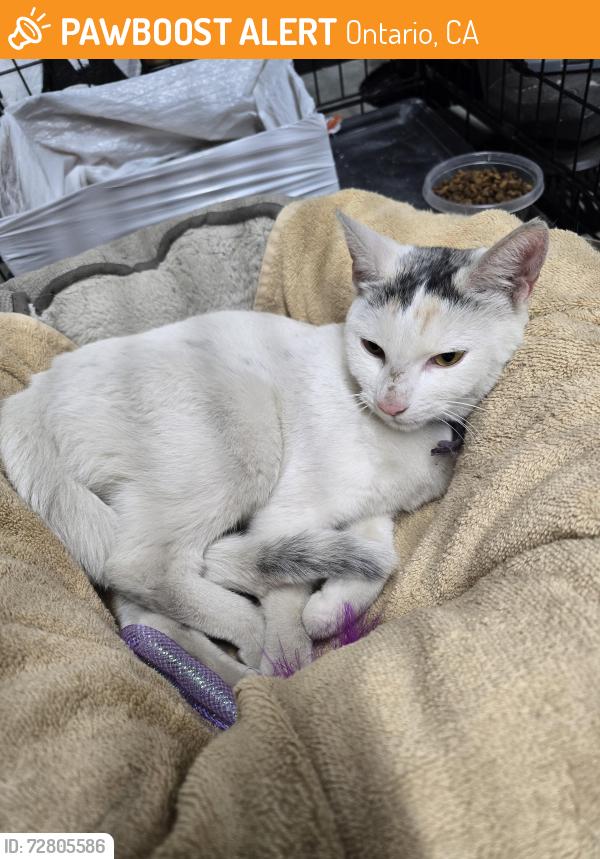 Found/Stray Female Cat last seen San antonio and w vesta st, Ontario, CA 91762