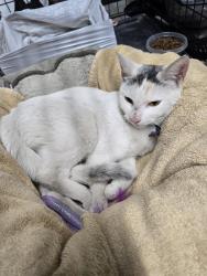 Found/Stray Female Cat last seen San antonio and w vesta st, Ontario, CA 91762