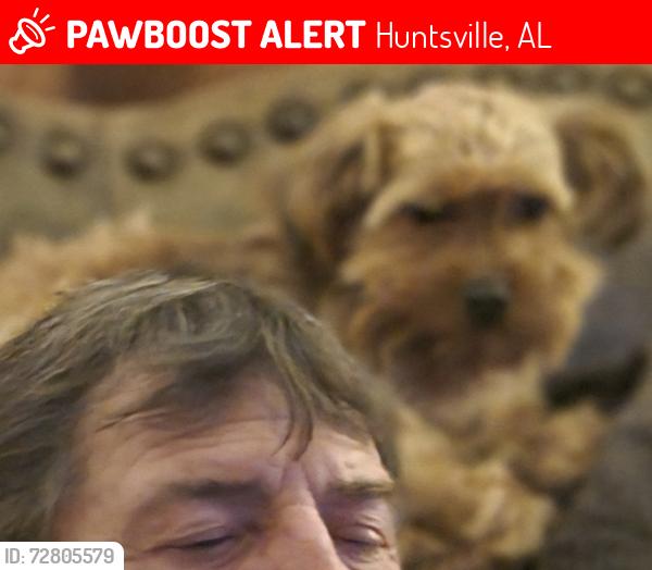 Lost Female Dog last seen Drake Ave/Triana, Huntsville, AL 35805