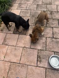 Found/Stray Unknown Dog last seen Sugar Pond, Wellington, FL 33414