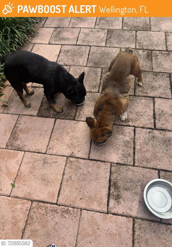Found/Stray Unknown Dog last seen Sugar Pond, Wellington, FL 33414