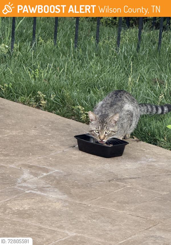 Found/Stray Unknown Cat last seen Needmore and Saundersville , Wilson County, TN 37138