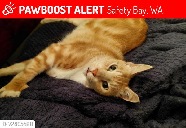 Lost Male Cat last seen Kingston Way, Haiti Place, Safety Bay, WA 6169