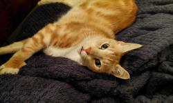 Lost Male Cat last seen Kingston Way, Haiti Place, Safety Bay, WA 6169