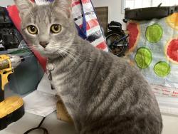 Lost Female Cat last seen 128th , Olympia, WA 98512