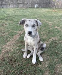 Lost Female Dog last seen NW 38th and May, Oklahoma City, OK 73112