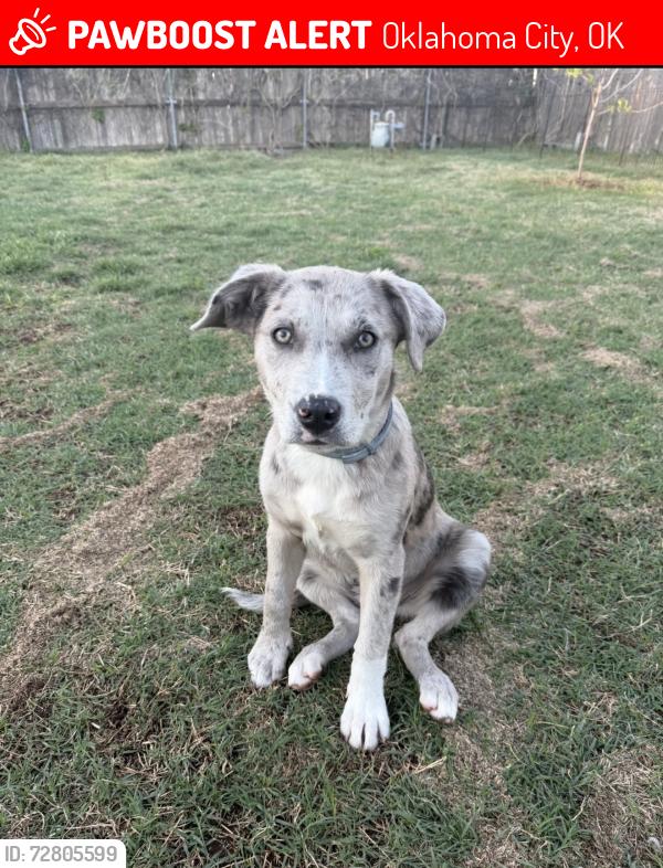 Lost Female Dog last seen NW 38th and May, Oklahoma City, OK 73112