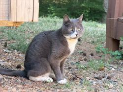 Found/Stray Unknown Cat last seen Randleman Road and Hwy 62, Guilford County, NC 27406