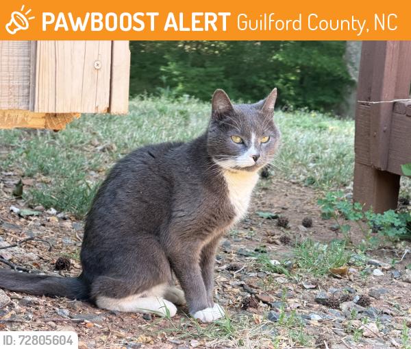 Found/Stray Unknown Cat last seen Randleman Road and Hwy 62, Guilford County, NC 27406
