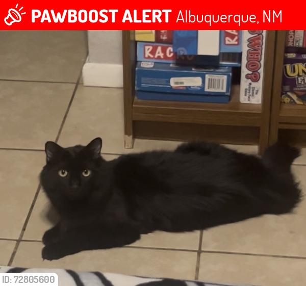 Lost Female Cat last seen Kentucky and Trumbull , Albuquerque, NM 87108