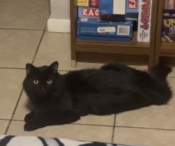 Lost Female Cat last seen Kentucky and Trumbull , Albuquerque, NM 87108