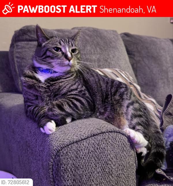 Lost Male Cat last seen maryland ave , near page one , Shenandoah, VA 22849