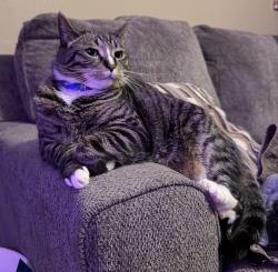Lost Male Cat last seen maryland ave , near page one , Shenandoah, VA 22849