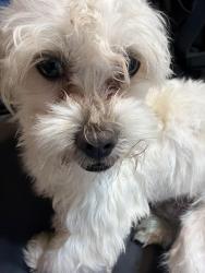 Lost Male Dog last seen Brewster, Laredo, TX 78043