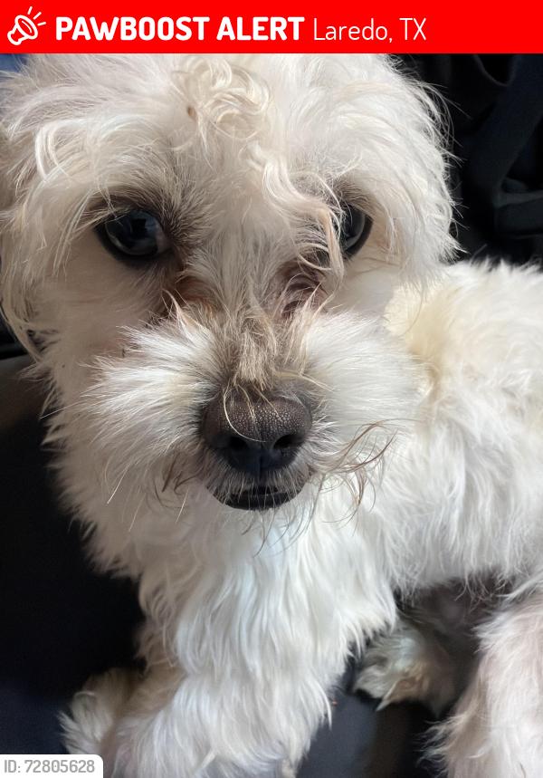 Lost Male Dog last seen Brewster, Laredo, TX 78043