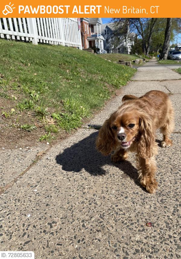 Found/Stray Unknown Dog last seen Maple street 711, New Britain, CT 06051