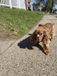 Found/Stray Unknown Dog last seen Maple street 711, New Britain, CT 06051