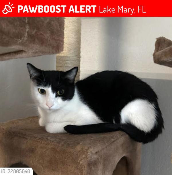 Lost Male Cat last seen Tomlinson Terrace, Lake Mary, FL 32746