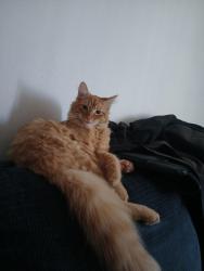 Lost Male Cat last seen Ile des Cannes apmts , Lafayette, LA 70506