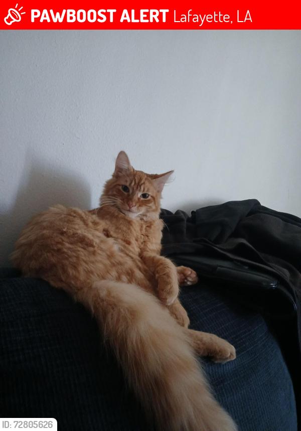 Lost Male Cat last seen Ile des Cannes apmts , Lafayette, LA 70506