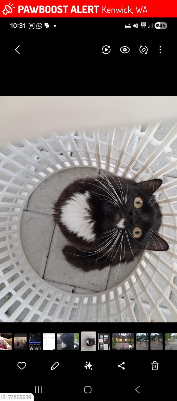 Lost Female Cat last seen Kenwick, Kenwick, WA 6107