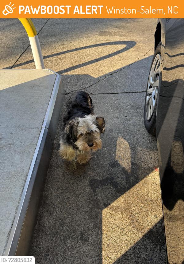 Found/Stray Unknown Dog last seen BP Gas Station, Winston-Salem, NC 27105