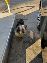 Found/Stray Unknown Dog last seen BP Gas Station, Winston-Salem, NC 27105